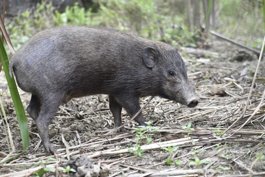 World's smallest and rarest wild pigs in virus lockdown - The Columbian
