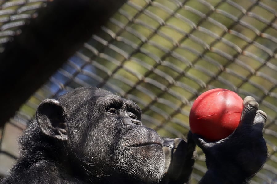 A chimpanzee holds an enrichment treat at the Oakland Zoo in Oakland, Calif., on April 14, 2020. Zoos and aquariums from Florida to Alaska are struggling financially because of closures due to the coronavirus pandemic. Yet animals still need expensive care and food, meaning the closures that began in March, the start of the busiest season for most animal parks, have left many of the facilities in dire financial straits.