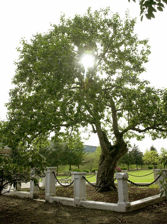Sun filters through the branches of the Old Apple Tree in 2001. The Clark County History Museum is hosting an online memorial service of sorts for the tree, which died in June at 194 years old.