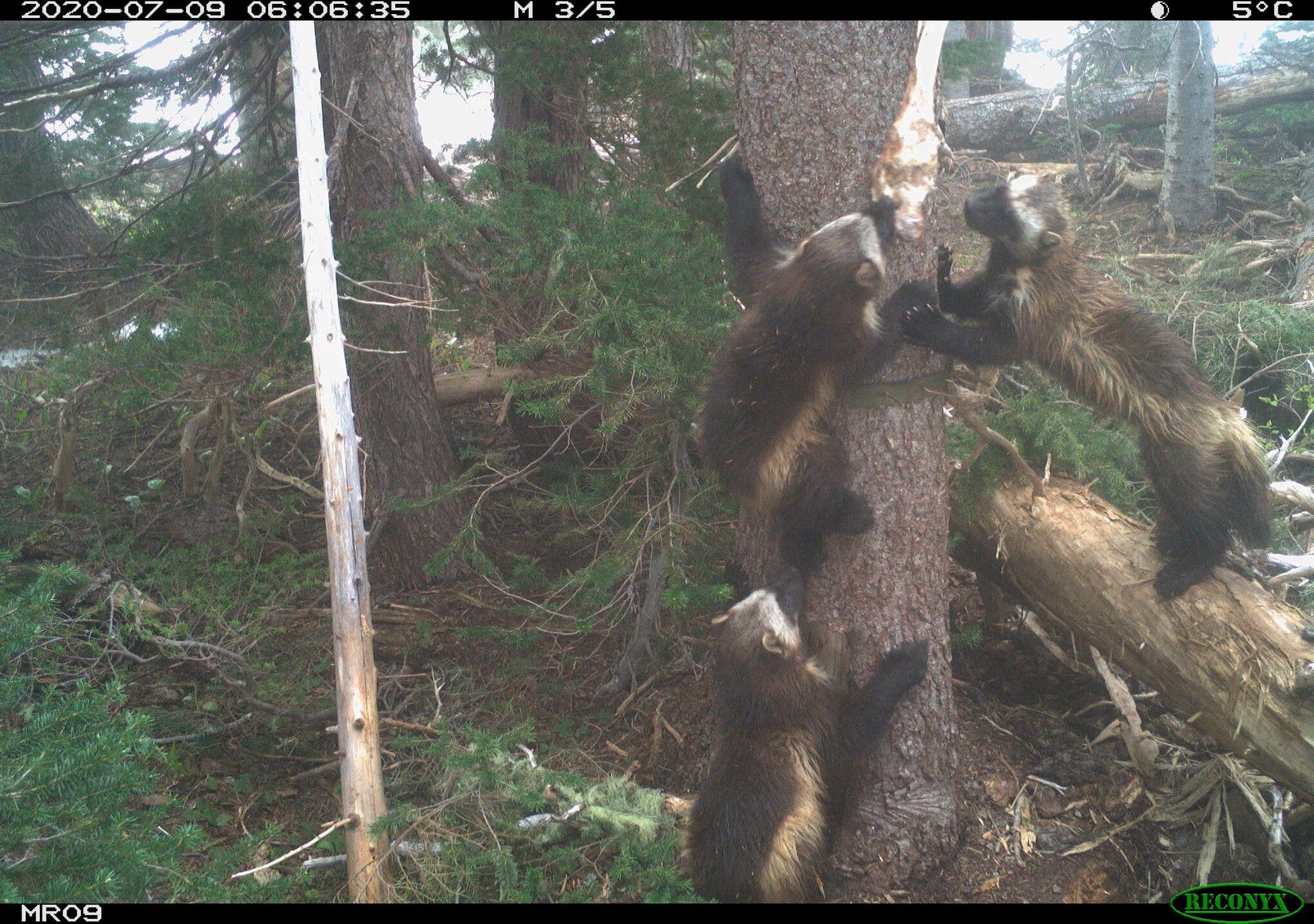 Mount Rainier National Park is once again home to wolverines, after a more than 100-year hiatus.