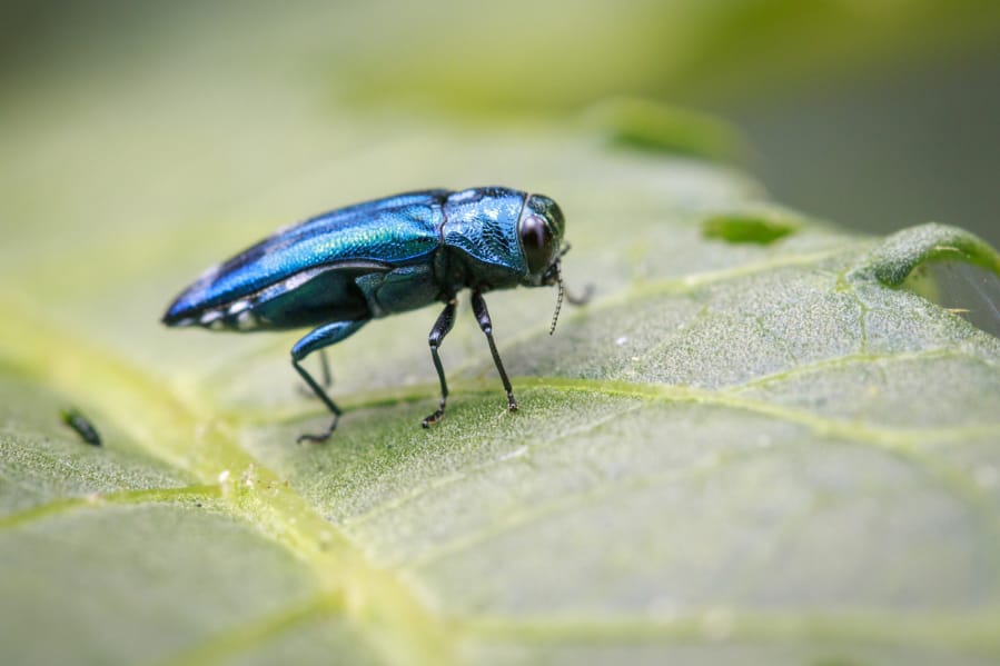 Emerald ash borer is an invasive beetle intoduced to North America from Asia.