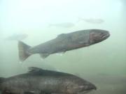 In this Oct. 19, 2016 file photo, a chinook salmon, below, and a steelhead, above, move through the fish ladder at the Lower Granite Dam on the Snake River in Washington.