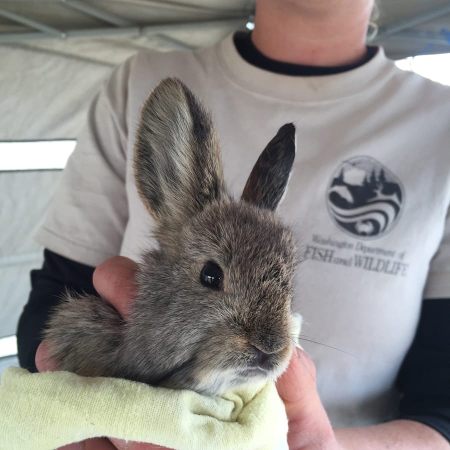 Washington Department of Fish and Wildlife technician Claire Satterwhite holds a pygmy rabbit in October 2015. Recovery of the endangered pygmy rabbit has been set back after fires burned shrub-steppe habitat the animal needs to survive. (Ann Froschauer/U.S.