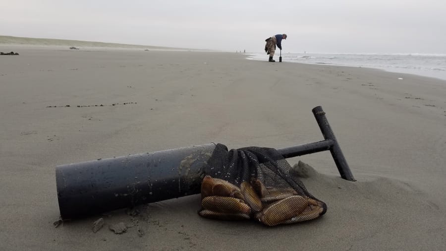 The WDFW has tentatively set a very generous razor clam schedule through December, and clammers enjoyed a rare September dig earlier in the month. Most clam diggers took nice limits of good-sized clams, a very good sign for the rest of the digs scheduled for this fall.