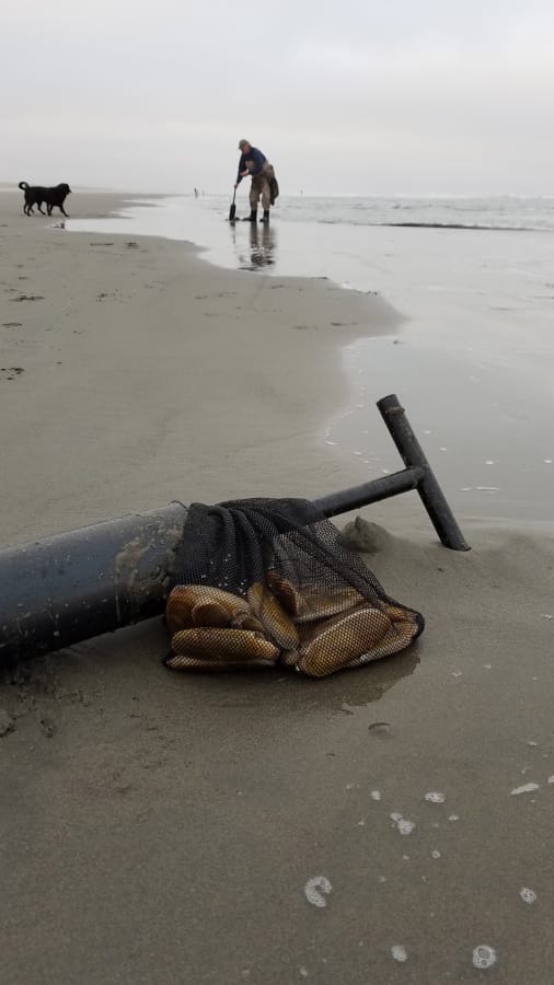The WDFW has tentatively set a very generous razor clam schedule through December, and clammers enjoyed a rare September dig earlier in the month. Most clam diggers took nice limits of good-sized clams, a very good sign for the rest of the digs scheduled for this fall.