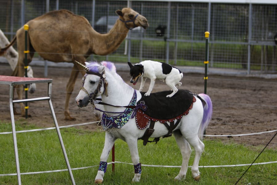 Families are treated to performances along with the chance to interact with the animals at a petting zoo operated by circus woman Jenny Walker of Wimauma, Fla.