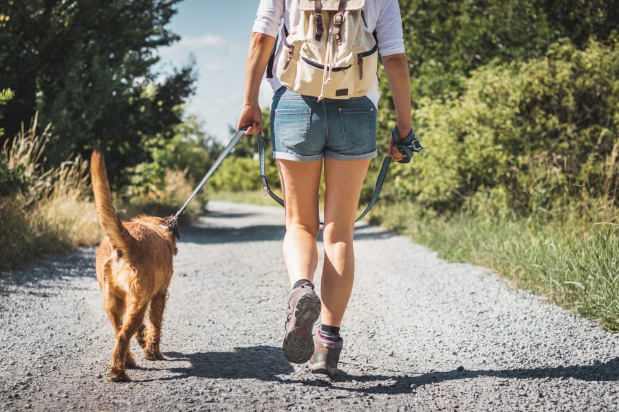 Keep your dog on a leash to prevent interactions that may result in wildlife being maimed or killed.