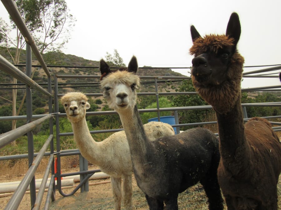 Post-wildfire, animals such as these alpacas sheltering at a boarding site in Spring Valley, Calif., during the Valley fire, need extra care and attention.