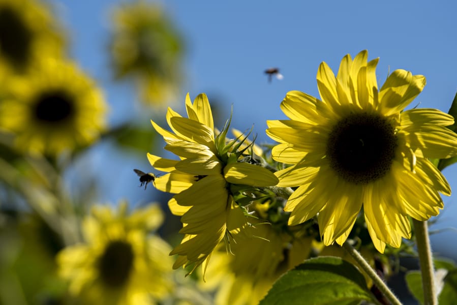 Bees buzz around late summer sunflowers at Happiness Family Farm at Sauvie Island an August afternoon.