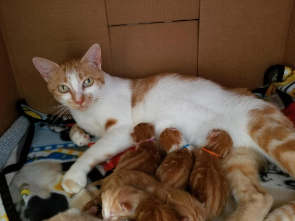 Clark County animal groups have oodles of kittens The Columbian
