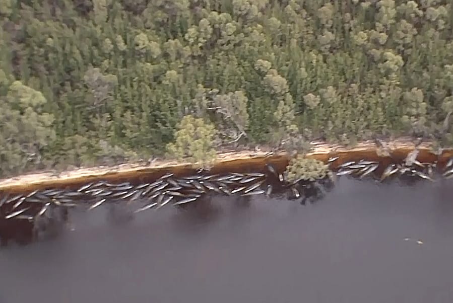 In this image made from aerial video shows numerous stranded whales along the coastline Wednesday, Sept. 23, 2020, near the remote west coast town of Strahan on the island state of Tasmania, Australia. More pilot whales were found stranded on an Australian coast Wednesday, raising the estimated total to almost 500 in the largest mass stranding ever recorded in the country.