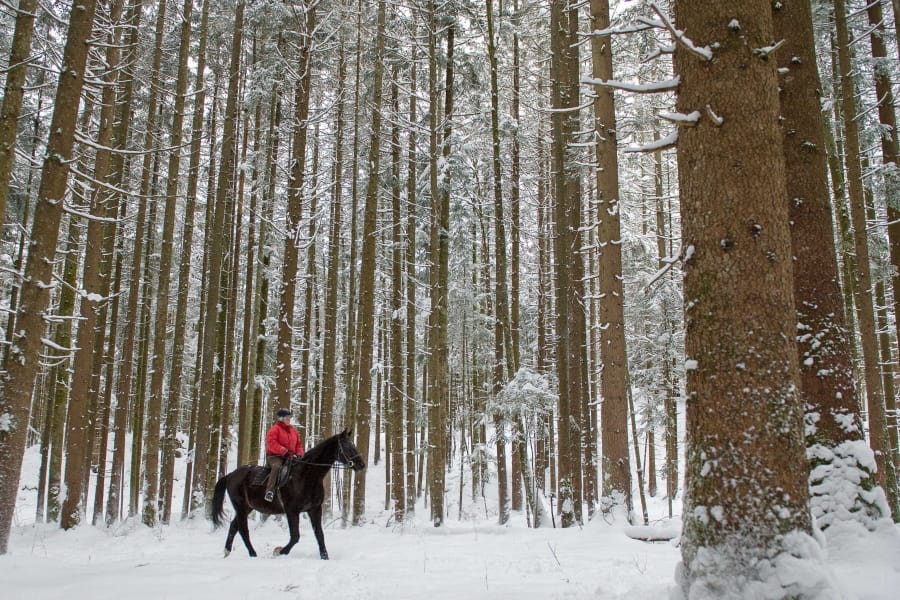 FILE -- In this Monday, Feb. 2, 2015 a woman rides with her horse through a forest near Lofer, Austrian province of Salzburg. The Austrian government has spoken up to correct U.S. President Donald Trump&#039;s claim that people in their country live in &quot;forest cities.&quot; Trump has recently cited Austria and other European countries as models of good forest management that U.S. states like California, which has seen devastating wildfires lately, should learn from.