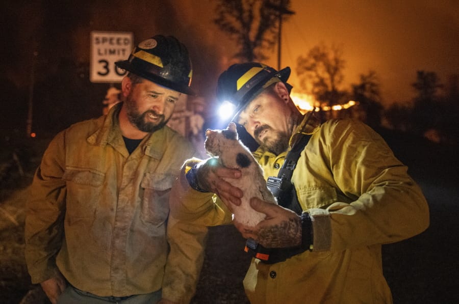 Private firefighter Bradcus Schrandt, right, holds an injured kitten while Joe Catterson assists, at the Zogg Fire near Ono, Calif., on Sunday, Sep. 27, 2020.