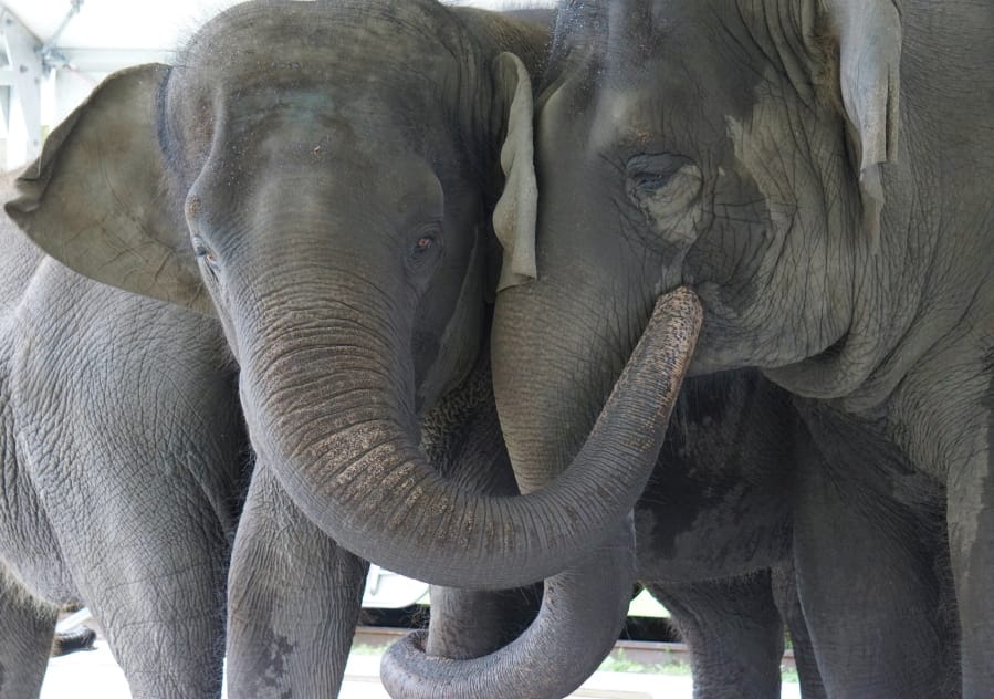In this Sept. 2019, photo provided by the White Oak Conservation, Asian elephants, Kelly Ann, born Jan. 1, 1996, and Mable, born April 6, 2006, are seen at the Center for Elephant Conservation in Polk City, Fla.  A Florida wildlife sanctuary is building a new 2,500-acre home for former circus elephants. The White Oak Conservation Center announced Wednesday, Sept. 23, 2020, that it&#039;s expecting to welcome 30 Asian elephants starting next year.