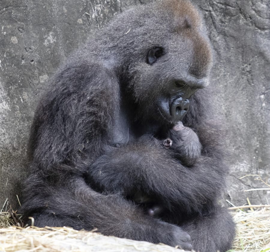 FILE - In this photo provided by the Audubon Nature Institute, Tumani, a critically endangered western lowland gorilla holds her newborn at an enclosure at the Audubon Zoo, following its birth on Friday, Sept. 4, 2020, in New Orleans. Less than a week after celebrating the birth of the infant gorilla, the zoo in New Orleans is mourning its death. Audubon Zoo officials say the baby born Friday died on Wednesday, Sept. 9.