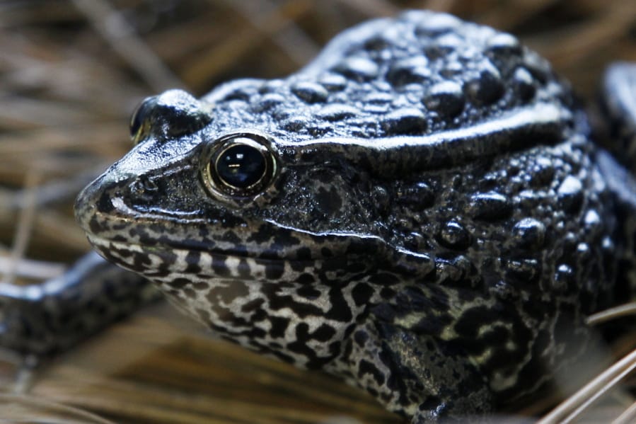 FILE - In this Sept. 27, 2011, file photo, is a gopher frog at the Audubon Zoo in New Orleans. Federal wildlife officials are proposing limits on what can be declared as &quot;habitat&quot;&quot; for imperiled plants and animals. The proposal to be announced Friday, July 31, 2020, and obtained in advance by The Associated Press would for the first time define &quot;habitat&quot; for purposes of enforcing the Endangered Species Act, the landmark law that has undergirded species protections efforts in the U.S. since 1973.