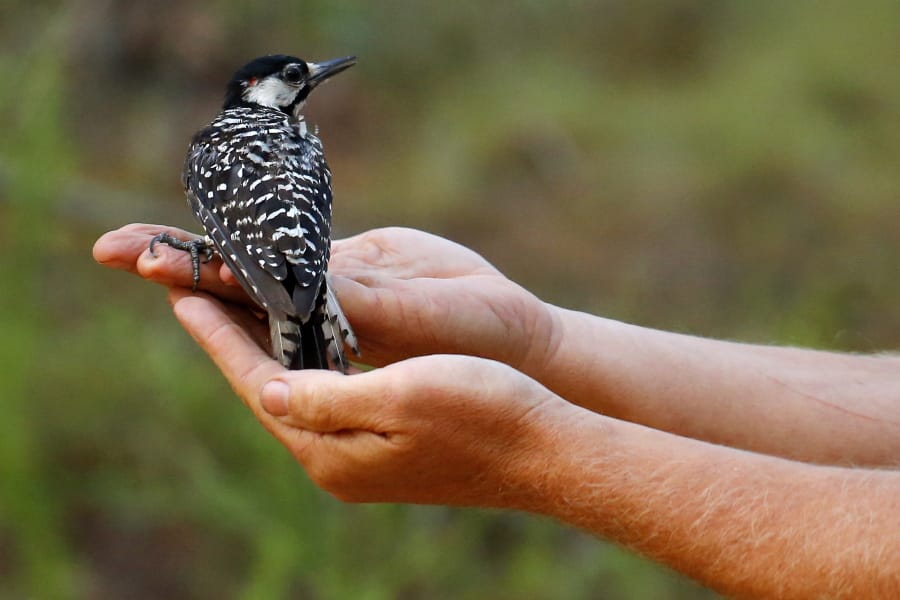 A red-cockaded woodpecker looks to a biologist as it is released back into in a long leaf pine forest at Fort Bragg in North Carolina.