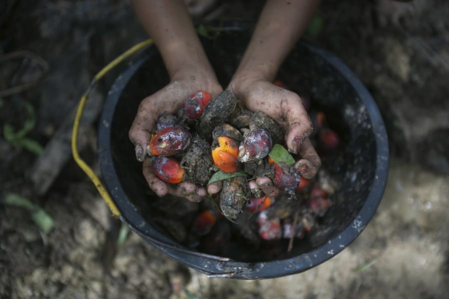A little girl holds palm oil fruit collected from a plantation in Sumatra, Indonesia, Nov. 13, 2017. An Associated Press investigation has found many palm oil workers in Indonesia and neighboring Malaysia endure exploitation, including child labor.