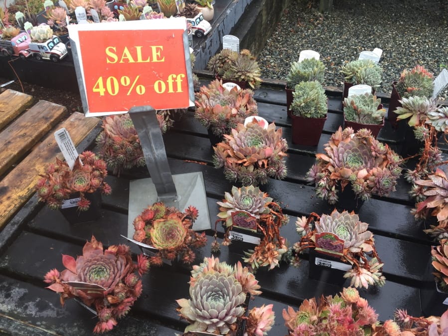This assortment of succulents, photographed Aug. 21, 2019, were marked down 40 percent at Bayview Farm &amp; Garden, a grower-retailer operation located near Langley. Late summer and early fall are great times of the year to shop at garden centers because they typically mark down their off-season inventories rather than cart them indoors for overwintering.
