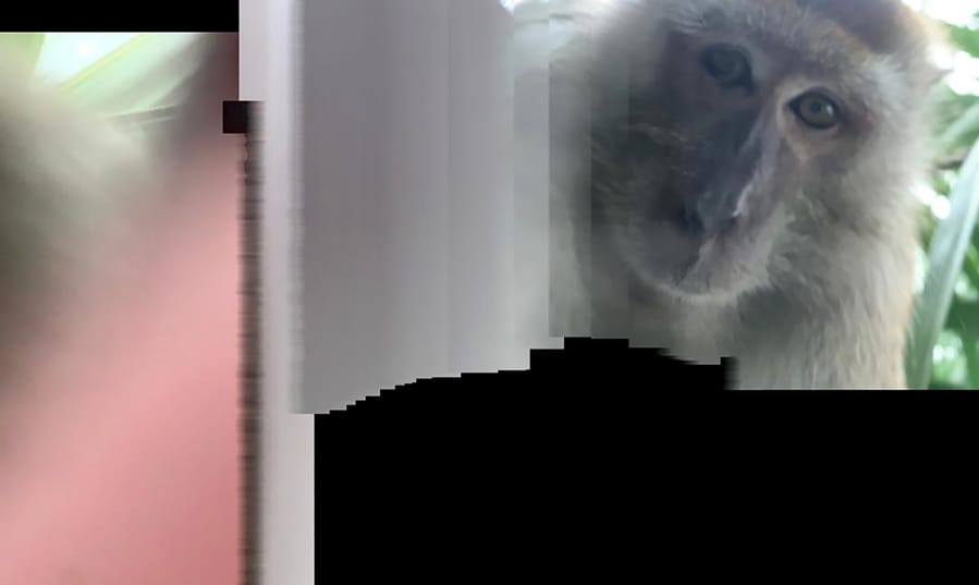 This photo taken with panorama mode but the phone wasn&#039;t turned, and provided by Zackrydz Rodzi shows a monkey which took a selfie in Batu Pahat in the southern state of Johor, Malaysia on Saturday, Sept. 12, 2020.