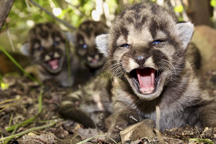 This May 2020, photo provided by the National Park Service shows mountain lion kitten P-54&#039;s and a den of kittens found in the Santa Monica Mountains. A boom in mountain lion births has occurred this summer in the Santa Monica Mountains and Simi Hills west of Los Angeles. Thirteen kittens were born to five mountain lion mothers between May and August, according to the Santa Monica Mountains National Recreation Area.