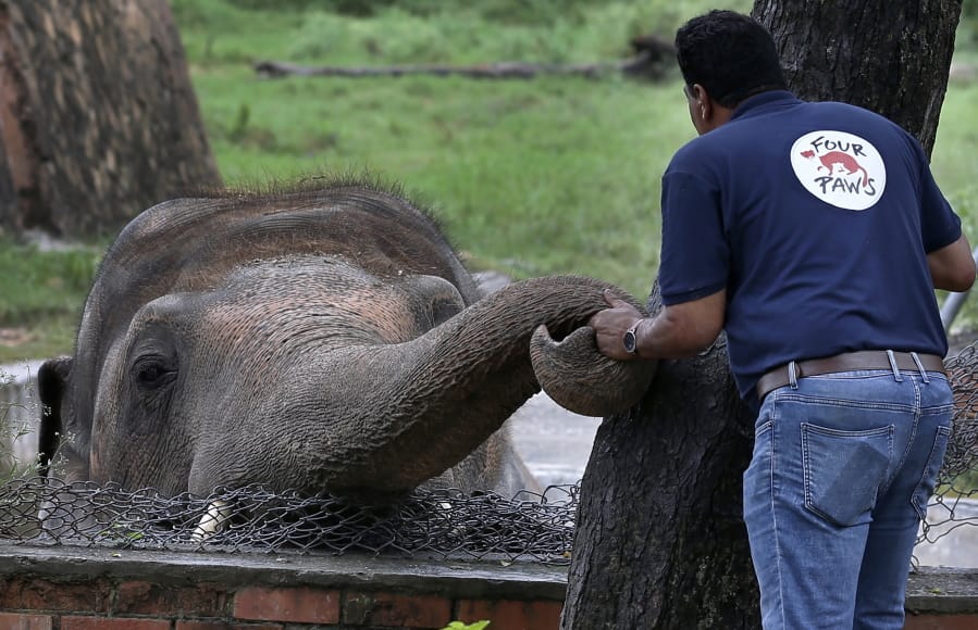 A veterinary from the international animal welfare organization &#039;Four Paws&#039; offers comfort to an elephant named &#039;Kaavan&#039; prior to his examination at the Marghazar Zoo in Islamabad, Pakistan, Friday, Sept. 4, 2020. The team of vets are visiting Pakistan to assess the health condition of the 35-year-old elephant before shifting him to a sprawling animal sanctuary in Cambodia.