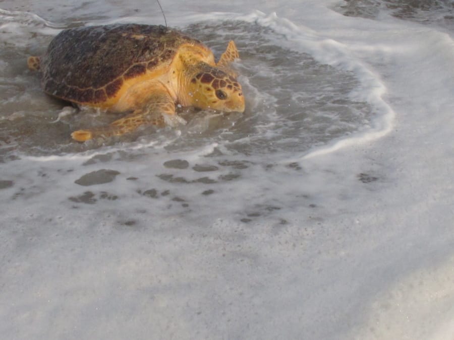 Tabitha, a 168-pound loggerhead turtle, crawls into the ocean in Point Pleasant Beach, N.J. Tuesday, Sept. 15, 2020, after being released by Sea Turtle Recovery, a volunteer group that rescues sick or injured turtles, nurses them back to health and returns them to the ocean. Tabitha was stranded in the surf in Cape May, on June 27, 2019, where she was near death weakened by pneumonia, severe anemia, and an intestinal blockage. The antenna on her back is a tracking device that should last for about 30 days.