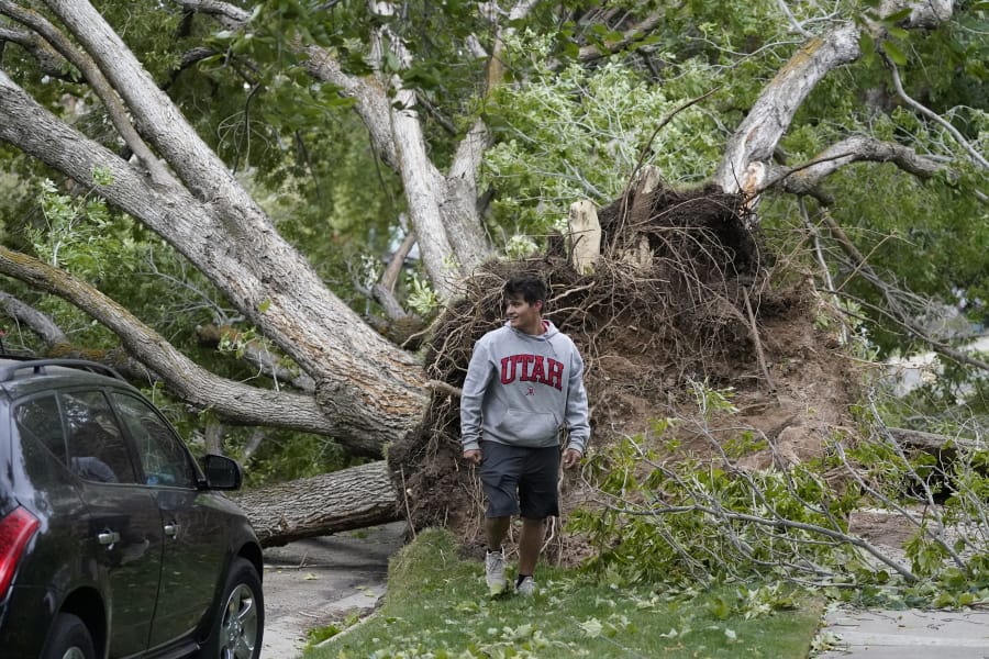 A man walks past a fallen tree Tuesday, Sept. 8, 2020, in Salt Lake City. Hurricane force winds caused widespread damage and power outages throughout northern Utah.