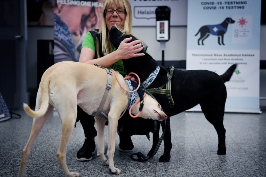 Sniffer dogs named K&#039;ssi, left and Miina react with trainer Susanna Paavilainen at the Helsinki airport in Vantaa, Finland, Tuesday, Sept. 22, 2020. Four corona sniffer dogs are trained to detect the Covid-19 virus from the arriving passengers samples at the airport.