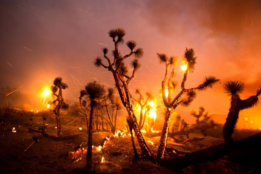 The wind whips embers from the Joshua trees burned by the Bobcat Fire in Juniper Hills, Calif., Friday, Sept. 18, 2020. (AP Photo/Ringo H.W.