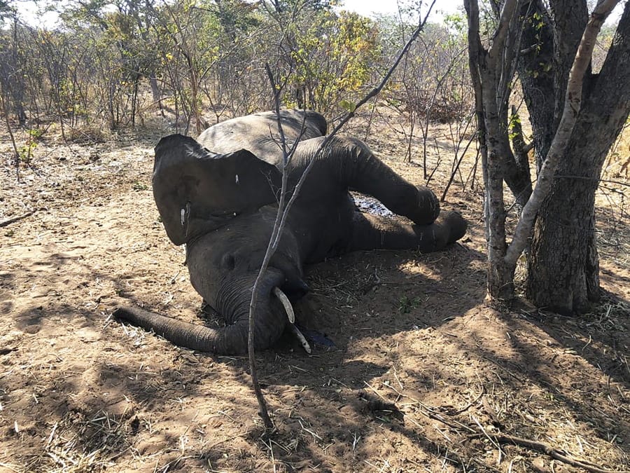 A dead elephant is seen in Hwange National park, Zimbabwe, Saturday, Aug. 29, 2020. A spokesman for Zimbabwe&#039;s national parks said on Wednesday, Sept. 2 the number of elephants dying in the country&#039;s west from a suspected bacterial infection, possibly from eating poisonous plants, has risen to 22 and more deaths are expected.