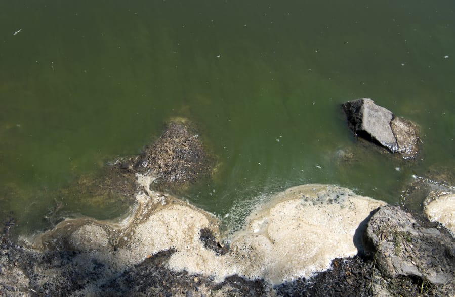 Streaks of blue-green algae are visible at Vancouver Lake last summer. Clark County Public Health again placed a warning to avoid water contact at Vancouver Lake in August.
