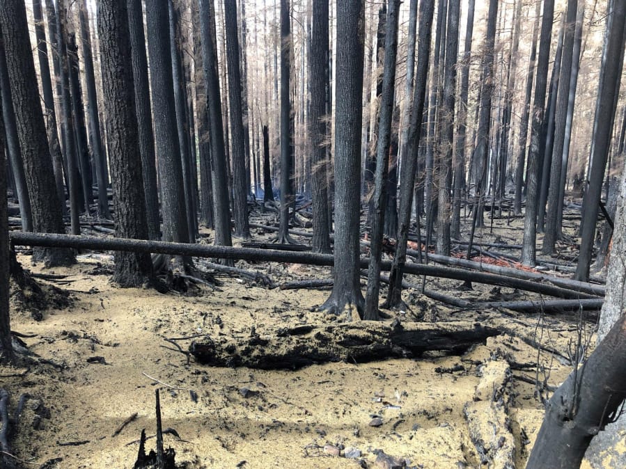 The aftermath of the Big Hollow Fire, still smoldering but no longer growing in size in Gifford Pinchot National Forest. (U.S.
