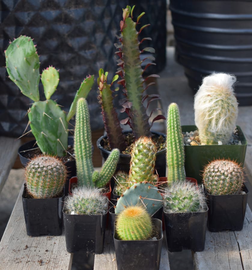 Indoor plant expert Karlene Kitchel of Tsugawa Nursery says you can induce your cactuses to bloom if you place them on a south-facing windowsill and water them every six to eight weeks.