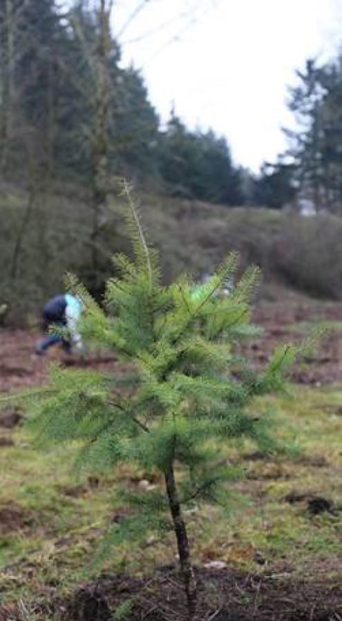 The Watershed Alliance of Southwest Washington is hosting a tree-planting event on Saturday for Make a Difference Day with separately marked planting areas for each individual or household.