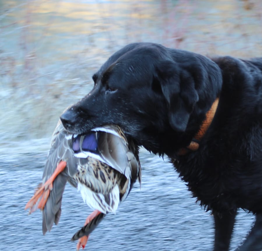 Waterfowl season to open with more geese, fewer ducks The Columbian