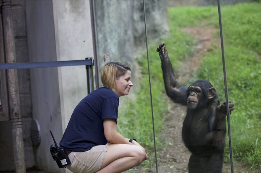 Zookeeper Kristy Russell looks on at Gus the chimpanzee.
