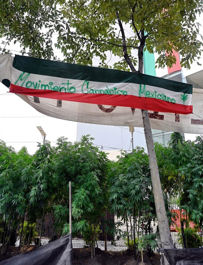 This file photo shows a view of a cannabis pantation with a flag reading Mexican Cannabic Movement outside the Senate&#039;s building in Mexico City on September 30, 2020. Mexico&#039;s marijuana revolution is on display steps from the nation&#039;s Senate, where for the last nine months activists have maintained a fragrant cannabis garden.
