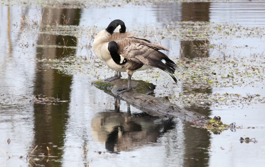 A pair of geese preen their feathers at the Steigerwald Lake National Wildlife Refuge at the western end of the Columbia River Gorge.