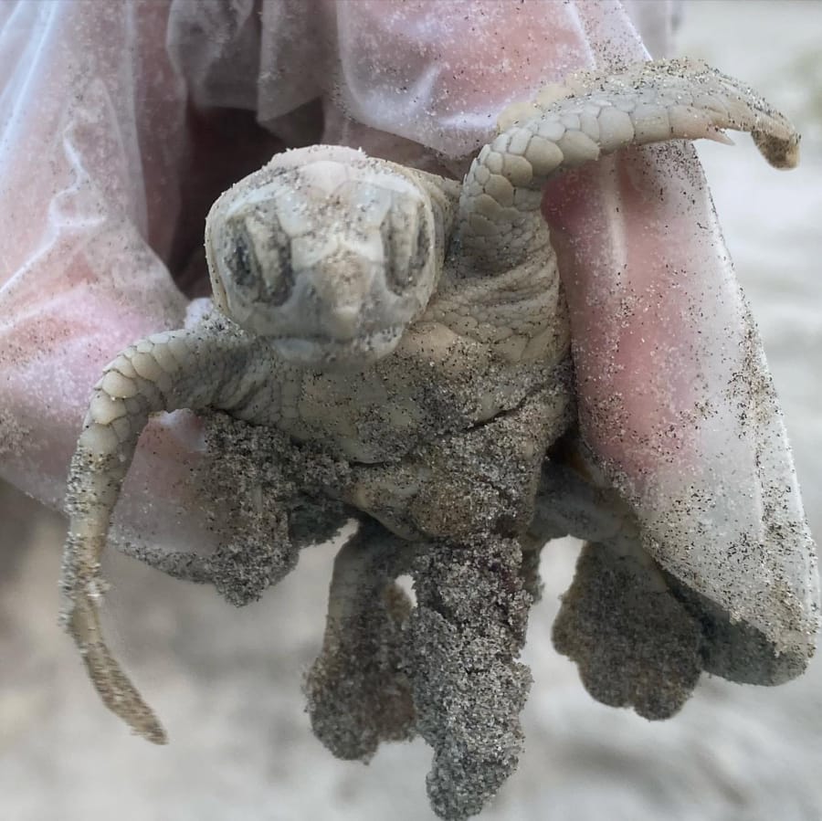 Wildlife experts are celebrating the birth of a rare white sea turtle on Kiawah Island in South Carolina.