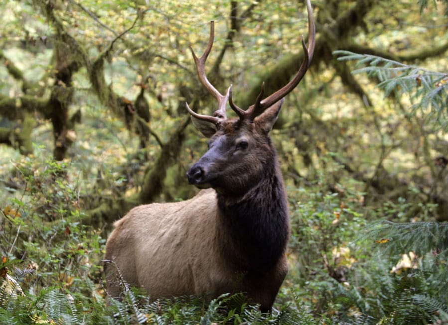 When elk hunting season in Western Washington opens on Nov. 7, hunters will find similar conditions to what they were last year.