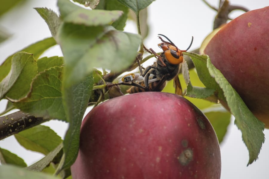In this Oct. 7, 2020, photo provided by the Washington State Department of Agriculture, a live Asian giant hornet with a tracking device affixed to it sits on an apple in a tree where it was placed, near Blaine, Wash. Washington state officials say they were again unsuccessful at live-tracking an Asian giant hornet while trying to find and destroy a nest of the so-called murder hornets. The Washington State Department of Agriculture said Monday, Oct. 12, 2020, that an entomologist used dental floss to tie a tracking device on a female hornet, only to lose signs of her when she went into the forest.