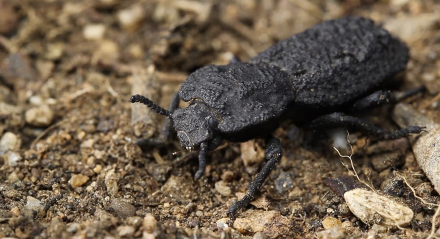 The diabolical ironclad beetles can withstand being crushed by forces almost 40,000 times their body weight and are native to desert habitats in Southern California.