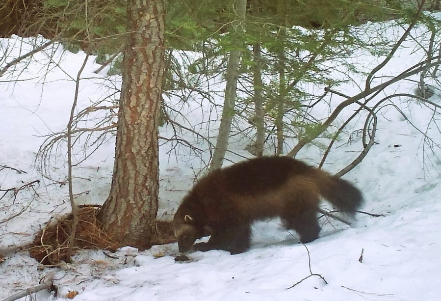 FILE - This on Feb. 27, 2016, file photo provided by the California Department of Fish and Wildlife, from a remote camera set by biologist Chris Stermer, shows a mountain wolverine in the Tahoe National Forest near Truckee, Calif., a rare sighting of the predator in the state. U.S. wildlife officials are withdrawing proposed protections for the snow-loving wolverine after determining the rare and elusive predator is not as threatened by climate change as once thought.