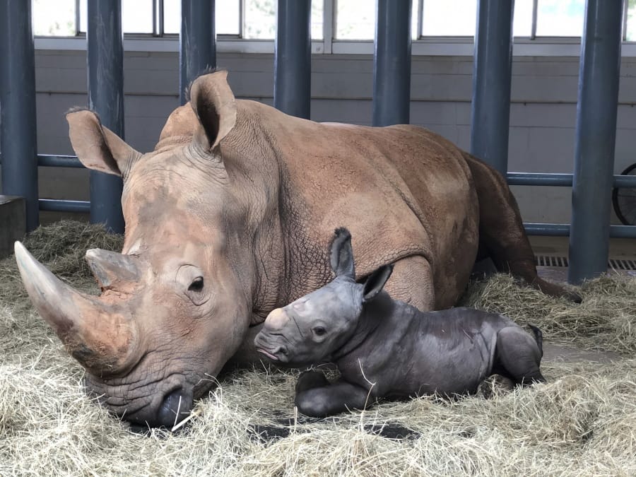 In this image provided by Walt Disney World, white rhinoceros Kendi, left, shows off a baby male rhino she gave birth to Sunday, Oct. 25, 2020, at Disney&#039;s Animal Kingdom at Walt Disney World Resort in Lake Buena Vista, Fla. The baby rhino was the result of a Species Survival Plan overseen by the Association of Zoos and Aquariums to ensure the responsible breeding of endangered species.