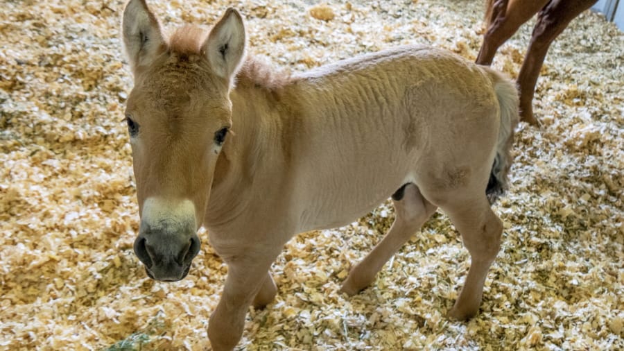 This Sept. 1, 2020 photo provided by San Diego Zoo Global shows Kurt, a tiny horse who is actually a clone. Little Kurt looks like any other baby horse as he frolics playfully in his pen. But the 2-month-old, dun-colored colt was created by fusing cells taken from an endangered Przewalski&#039;s horse at the San Diego Zoo in 1980. The cells were infused with an egg from a domestic horse that gave birth to Kurt two months ago. The baby boy was named for Kurt Benirschke, a founder of the San Diego Zoo&#039;s Frozen Zoo, where thousands of cell cultures are stored. Scientists hope he&#039;ll help restore the Przewalski&#039;s population, which numbers only about 2,000.