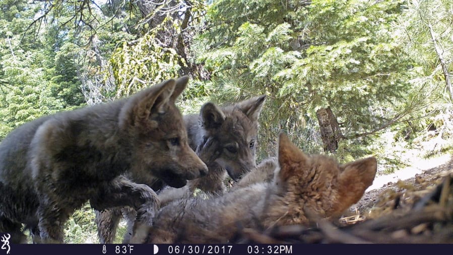 FILE - This June 30, 2017 remote camera image released by the U.S. Forest Service shows a female gray wolf and her mate with a pup born in 2017 in the wilds of Lassen National Forest in Northern California. Trump administration officials on Thursday, Oct. 29, 2020, stripped Endangered Species Act protections for gray wolves in most of the U.S., ending longstanding federal safeguards and putting states in charge of overseeing the predators. (U.S.