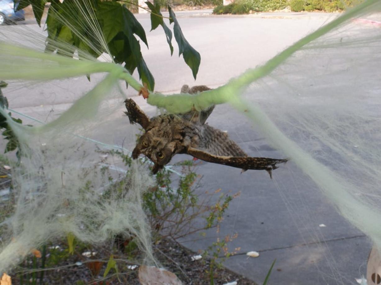 An owl is caught in some decorative Halloween cobwebs outside of a residence in Mill Valley, Calif.