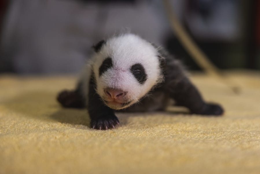 This handout photo released by the Smithsonian&#039;s National Zoo shows a new 6-week old, still-unnamed, baby boy panda, born Aug. 21, 2020 at the zoo.