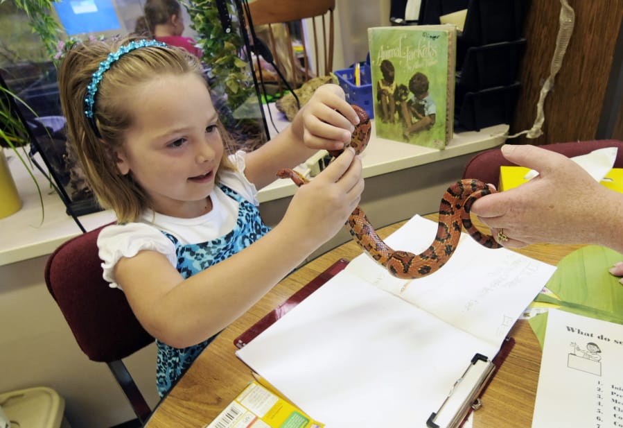 FILE - In this Sept. 11, 2012, file photo, Hailey Fink gets acquainted with a corn snake in the first grade classroom of Dawn Slinger in Farmington, Minn. Corn snakes are great for beginners. Native to the U.S., they&#039;re suited to our environment.